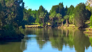 Manatees in the river.